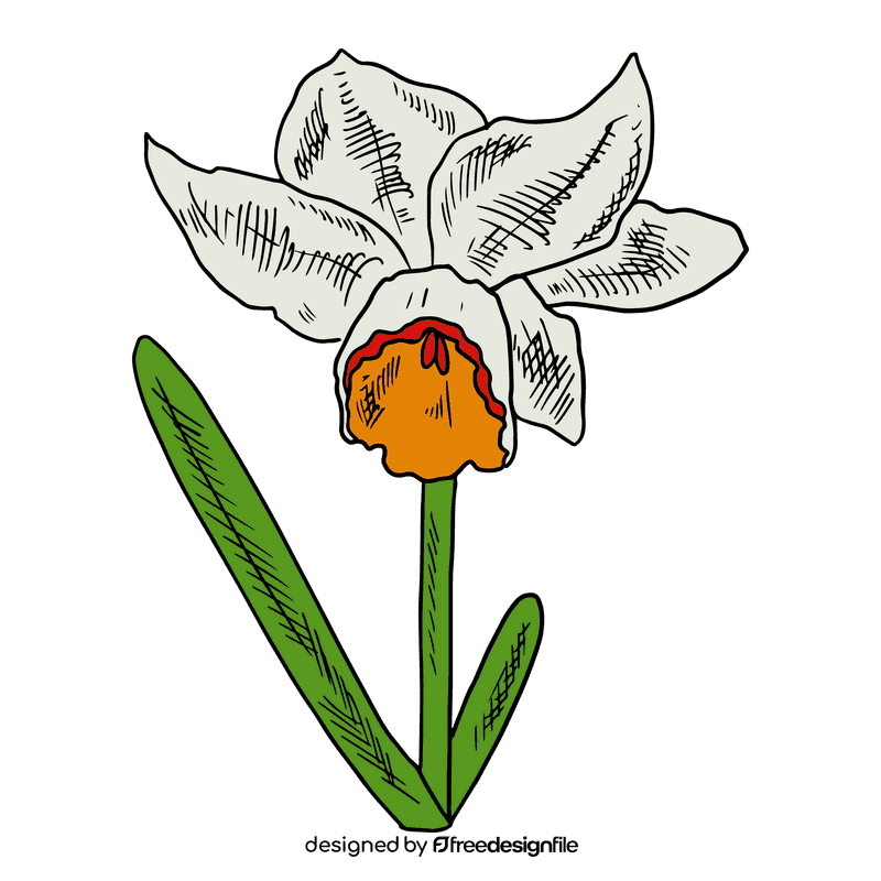 Daffodil clipart