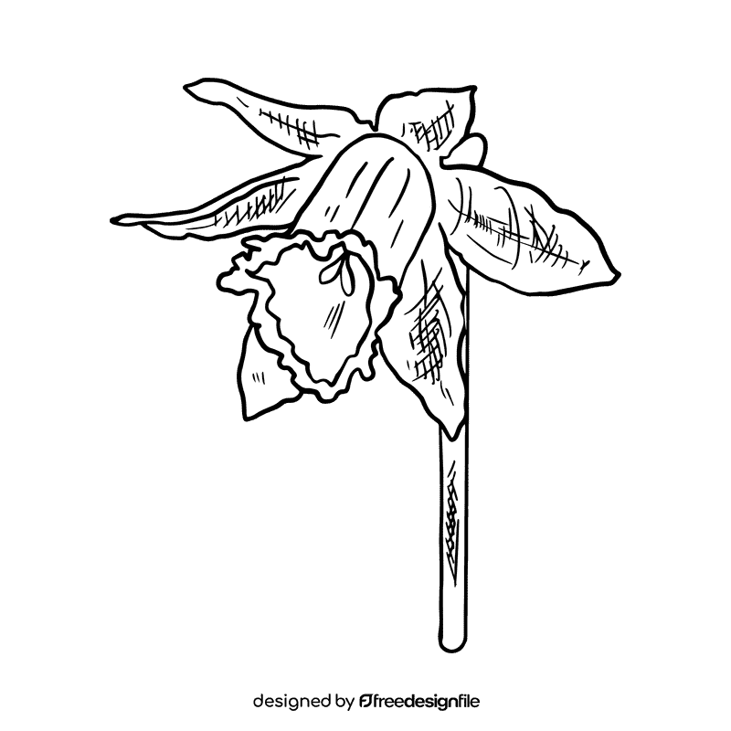 Daffodil black and white clipart