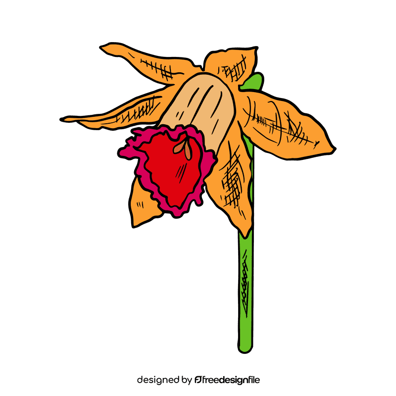 Daffodil clipart