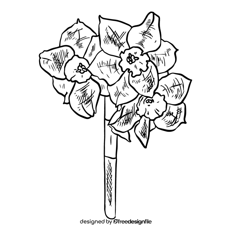 Daffodil black and white clipart