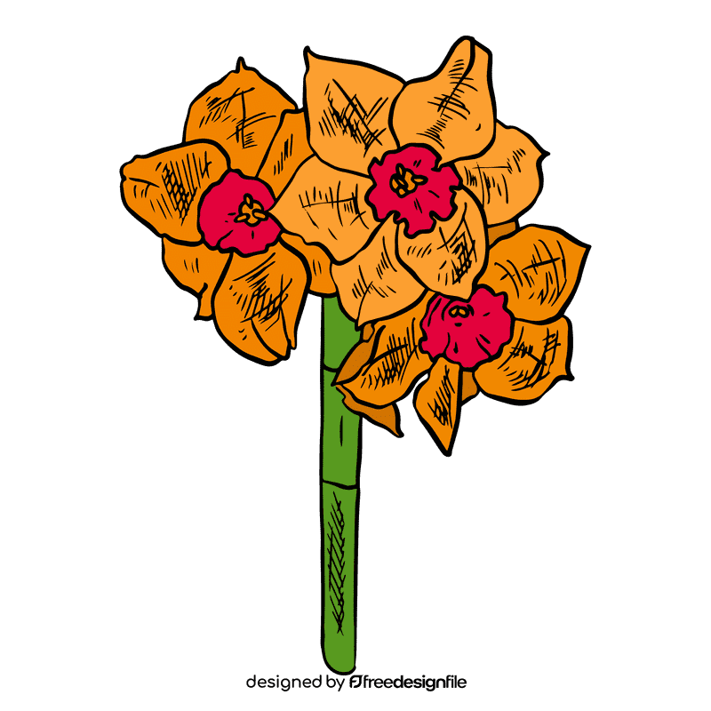 Daffodil clipart