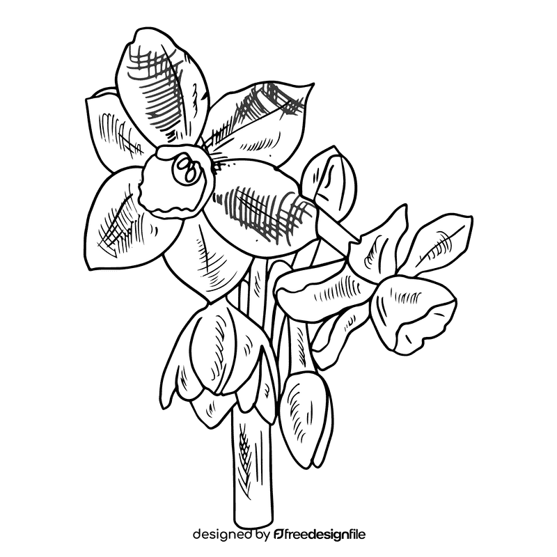 Daffodil black and white clipart