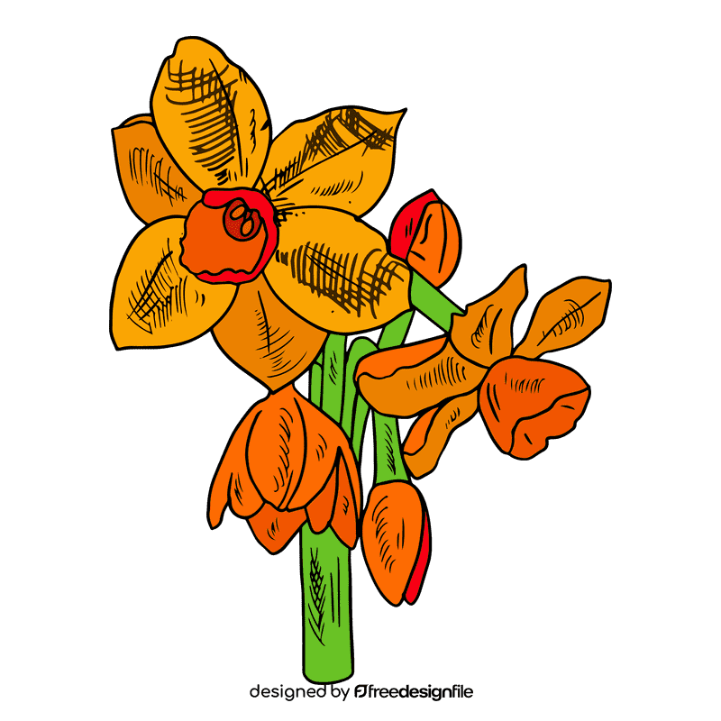 Daffodil clipart