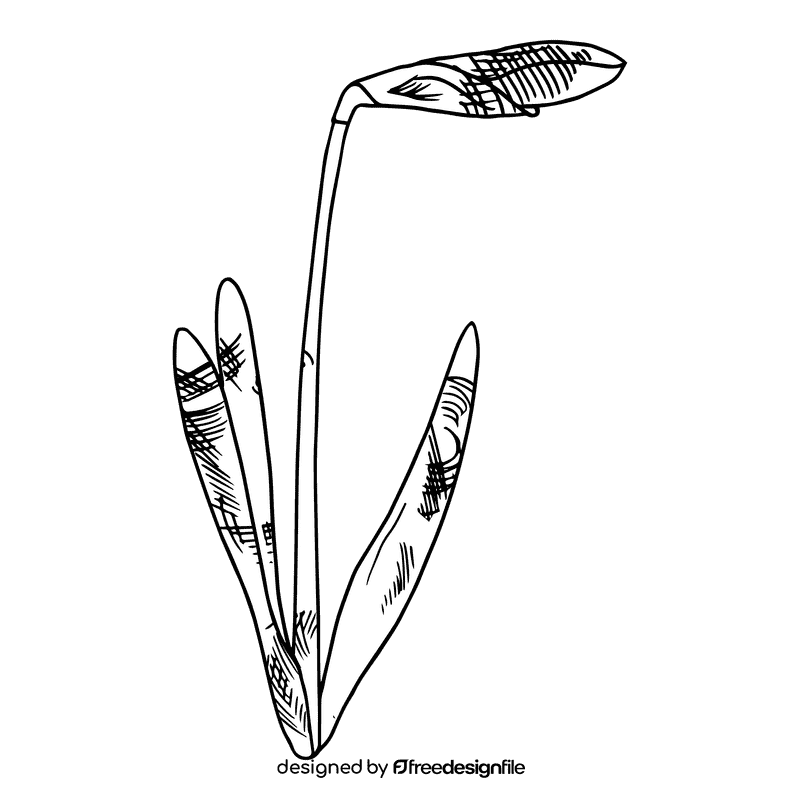 Daffodil black and white clipart