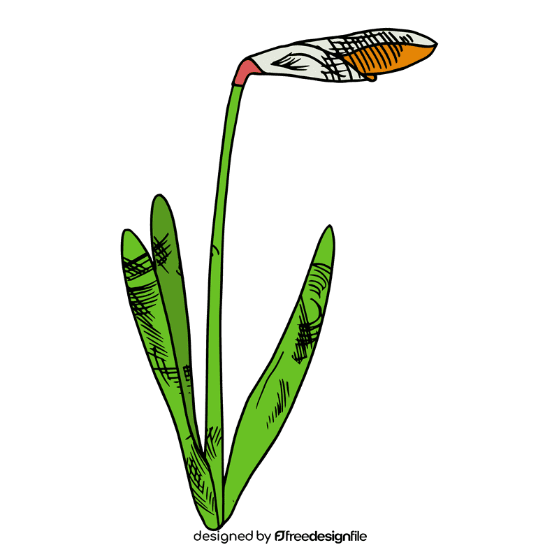 Daffodil clipart