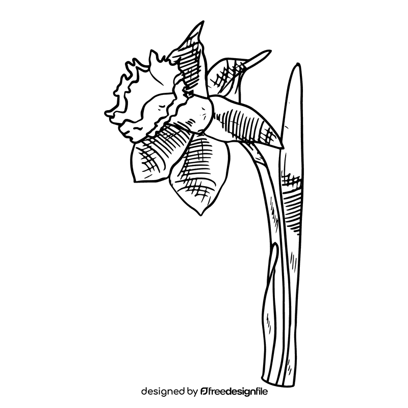 Daffodil black and white clipart