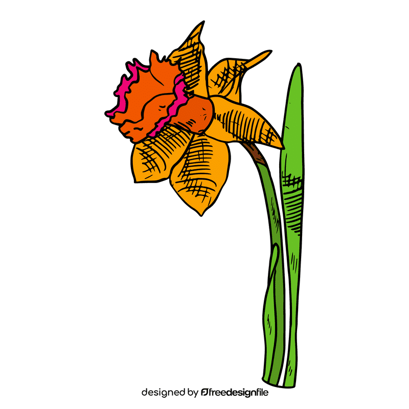 Daffodil clipart