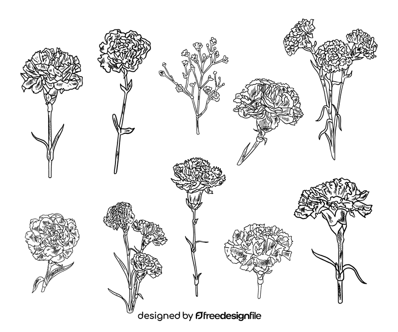 Carnation black and white vector