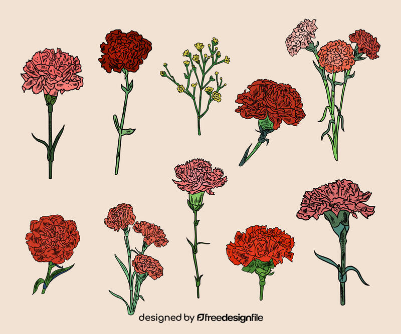 Carnation vector