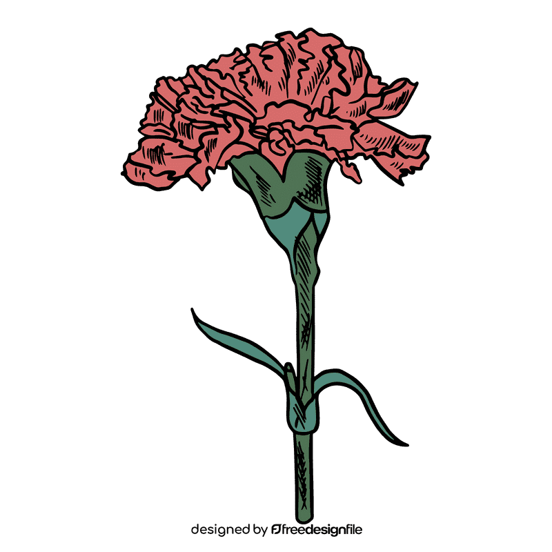Carnation clipart