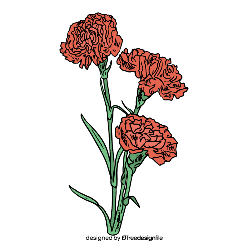 Carnation clipart