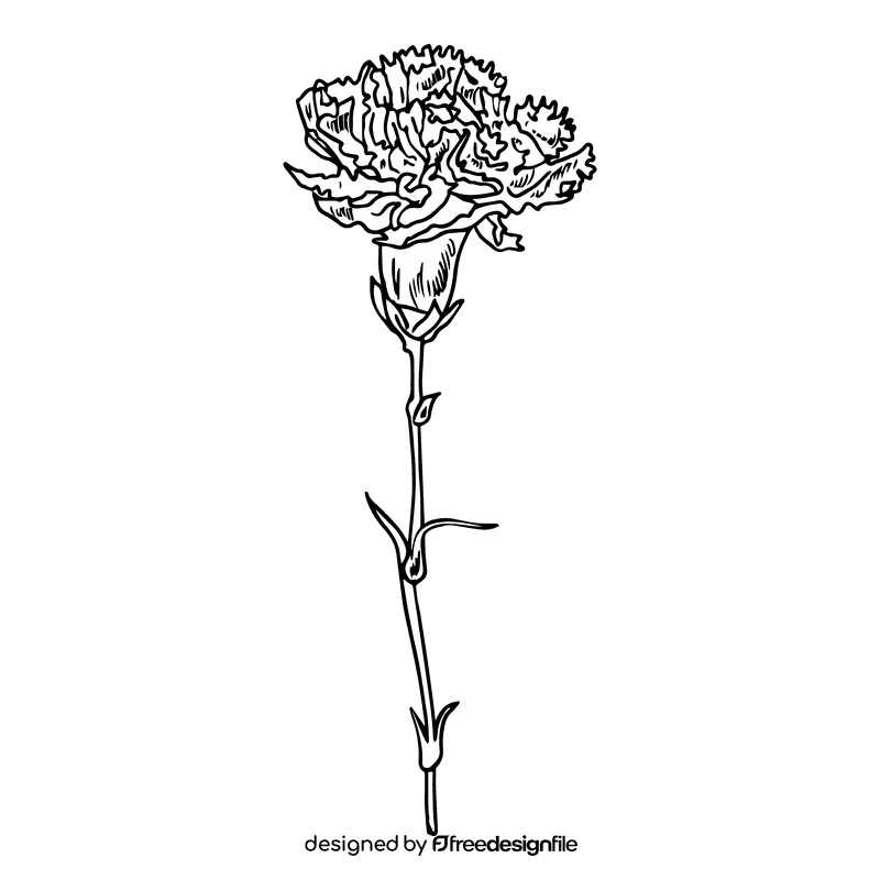 Carnation black and white clipart