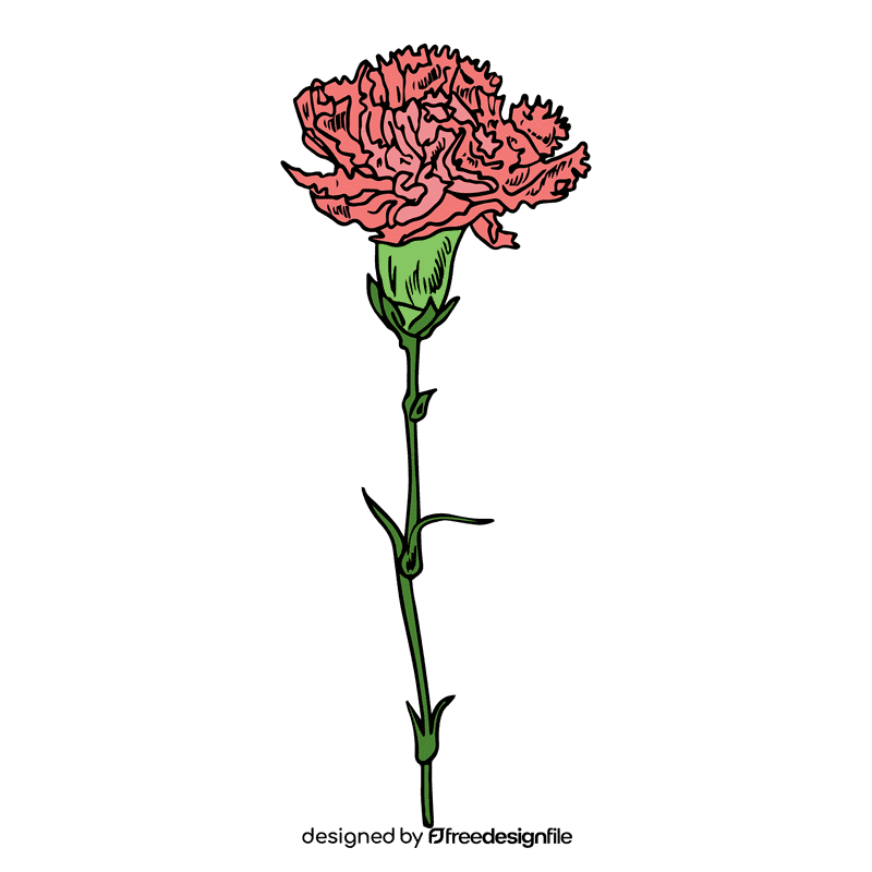 Carnation clipart