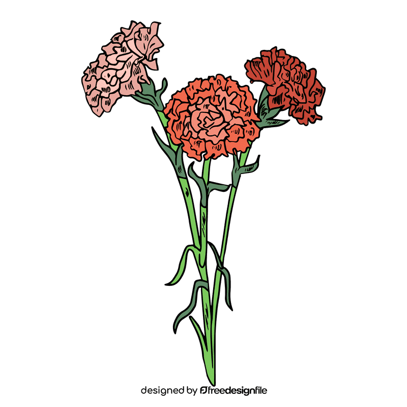 Carnation clipart