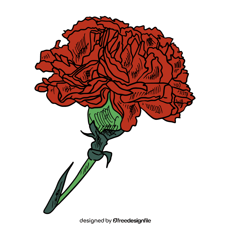 Carnation clipart