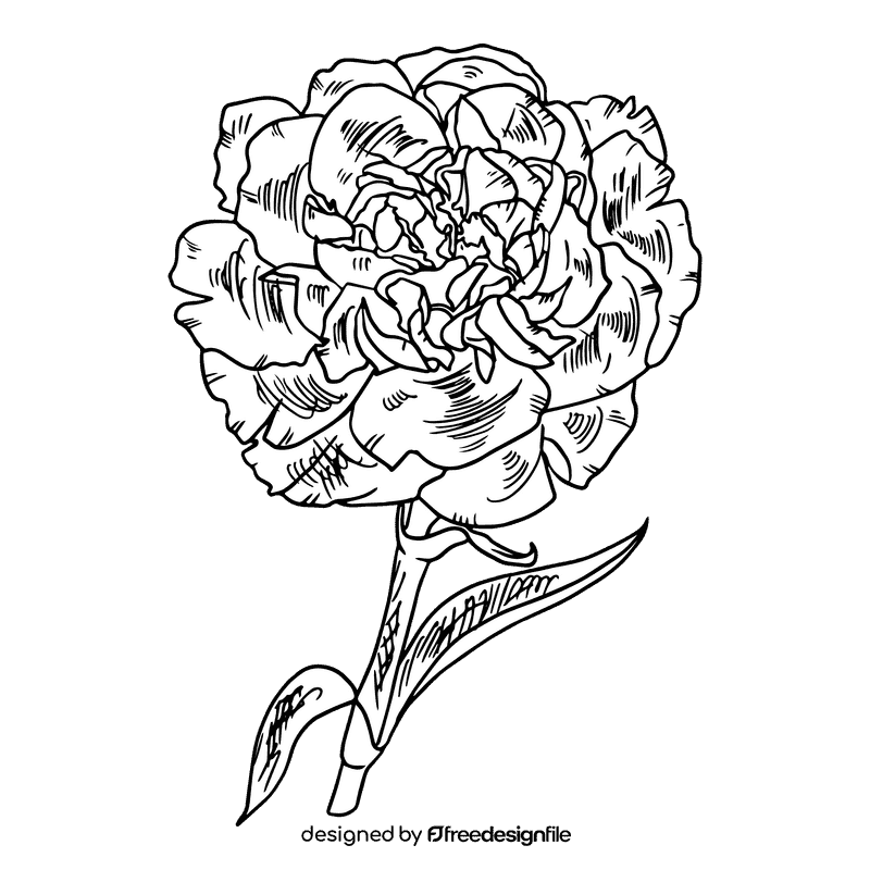 Carnation black and white clipart