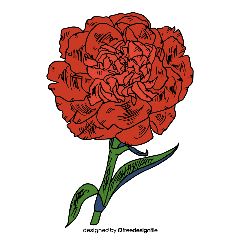 Carnation clipart