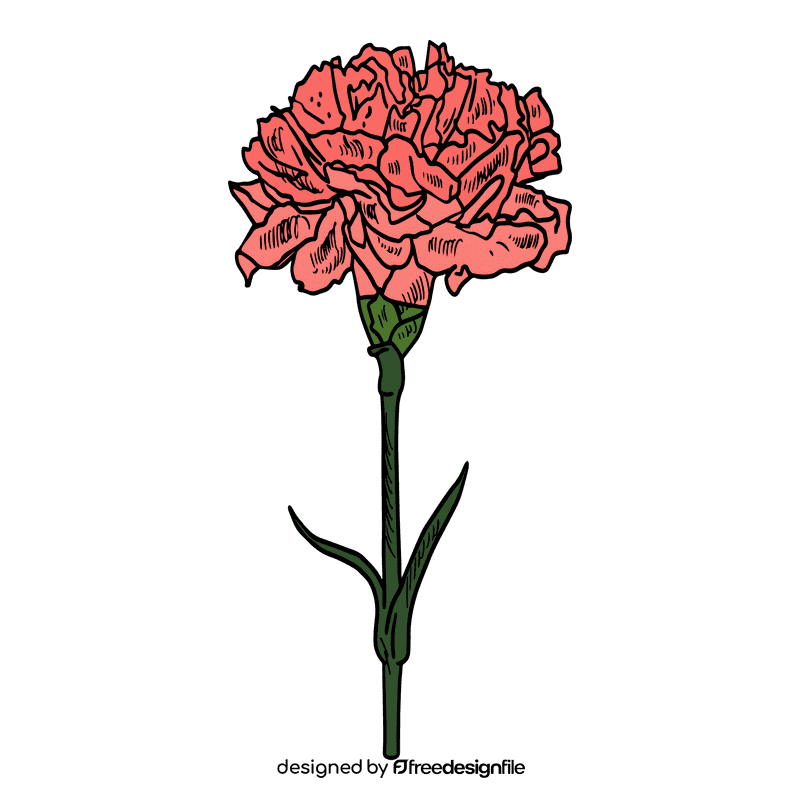 Carnation clipart