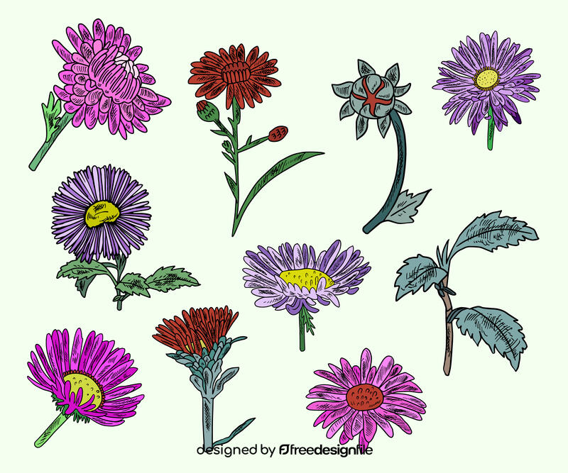 Aster flower vector