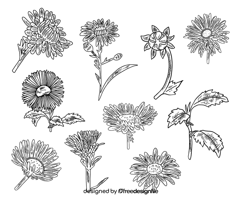 Aster flower vp.ai clipart