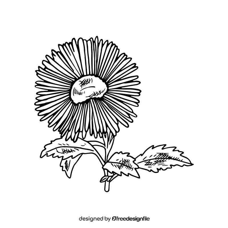 Aster flower black and white clipart