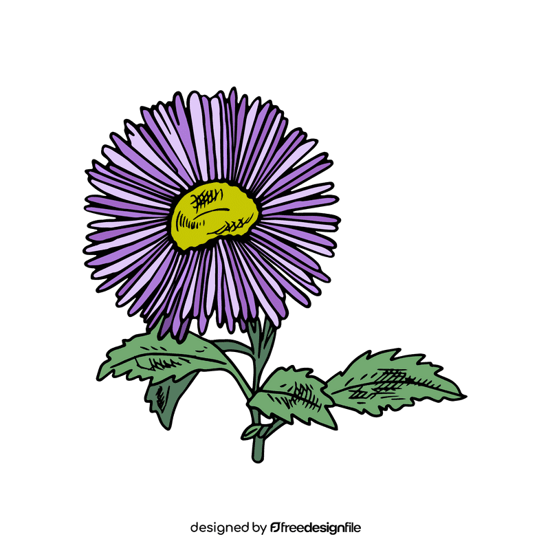 Aster flower clipart