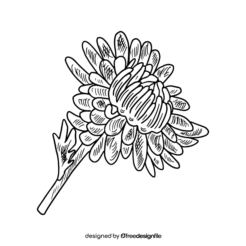 Aster flower black and white clipart