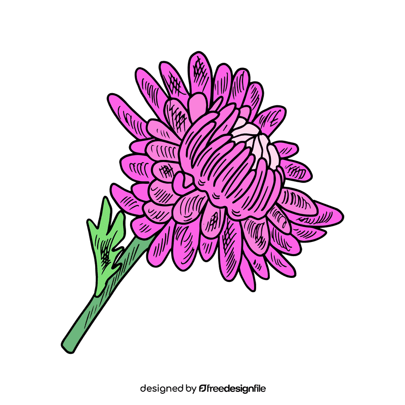 Aster flower clipart