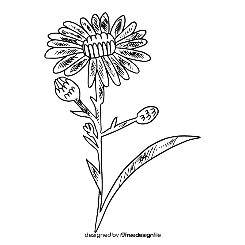 Aster flower black and white clipart