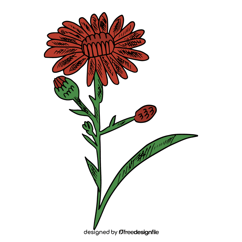 Aster flower clipart