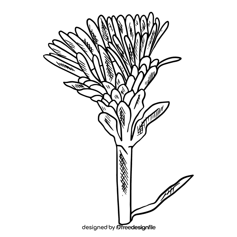 Aster flower black and white clipart