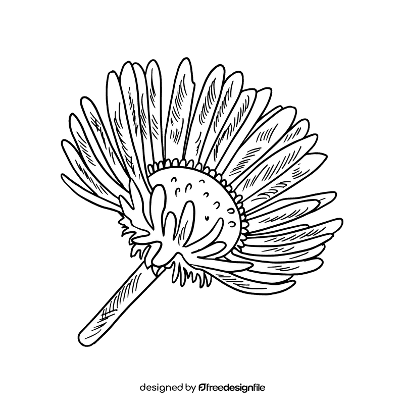 Aster flower black and white clipart