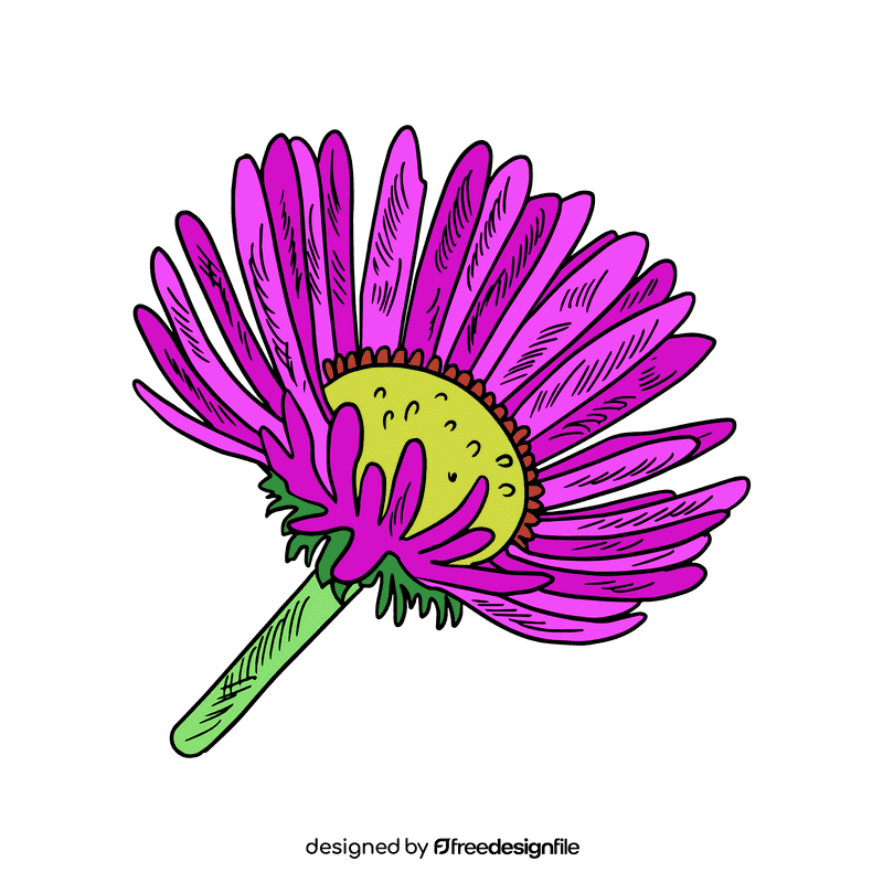 Aster flower clipart