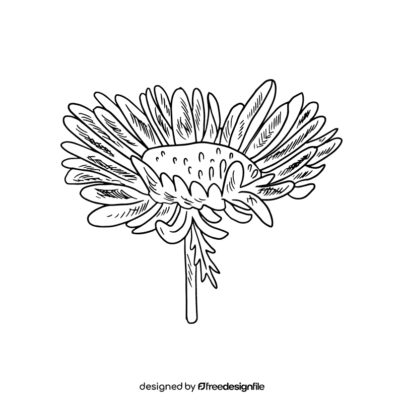 Aster flower black and white clipart
