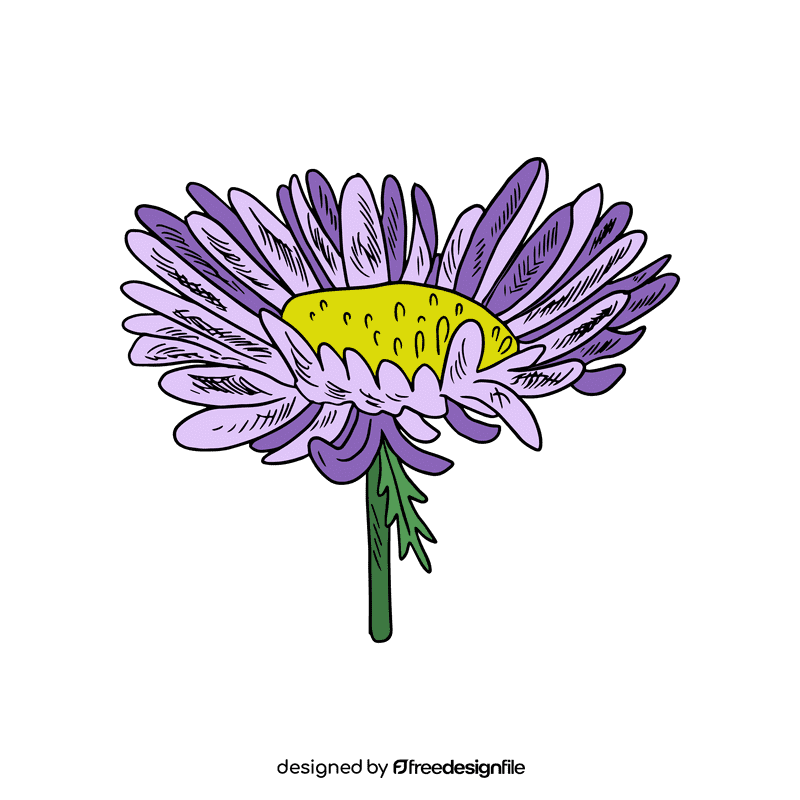Aster flower clipart
