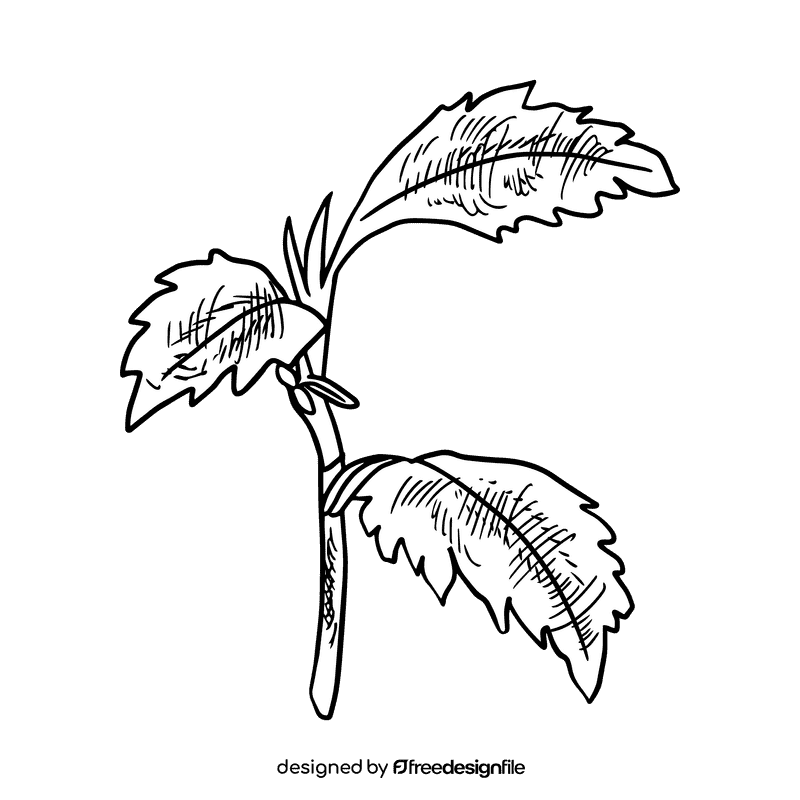 Aster flower black and white clipart