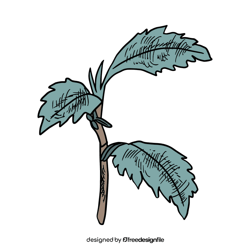 Aster flower clipart