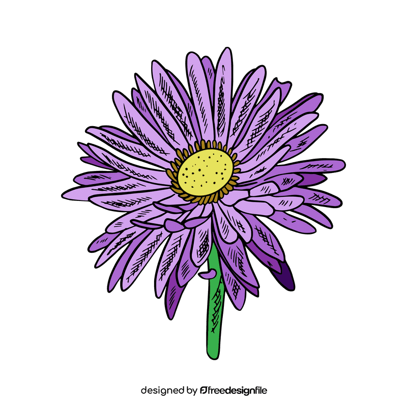 Aster flower clipart