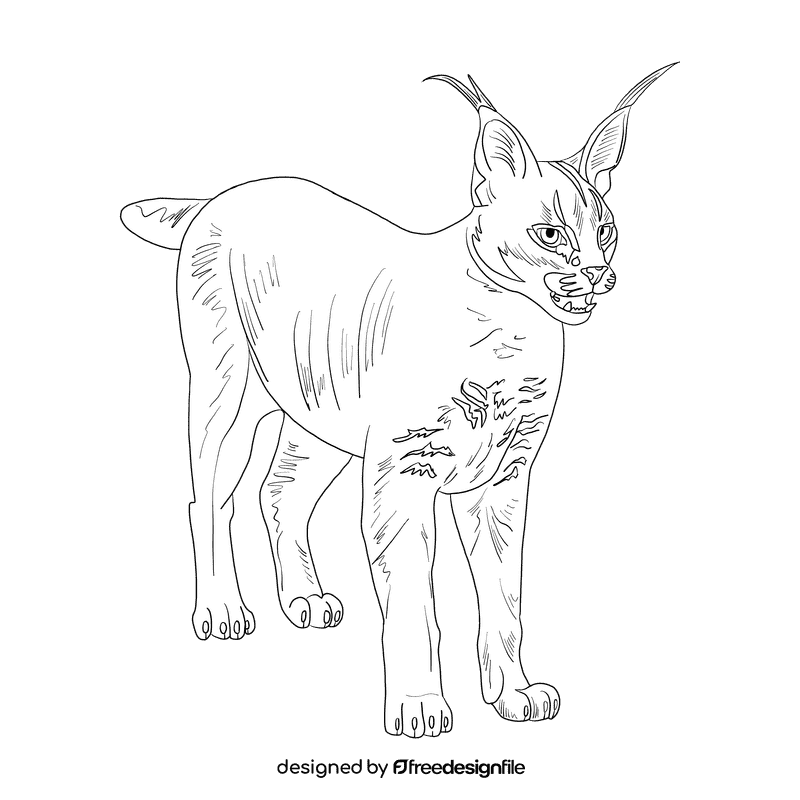 Wild cat Caracal black and white clipart