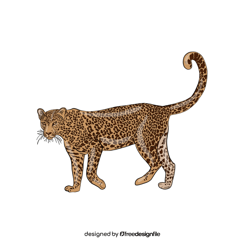 Wild cat Leopard clipart