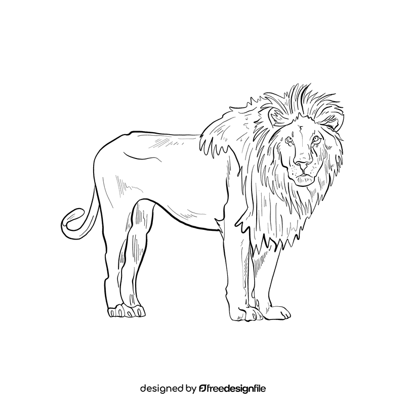 Wild cat Lion black and white clipart