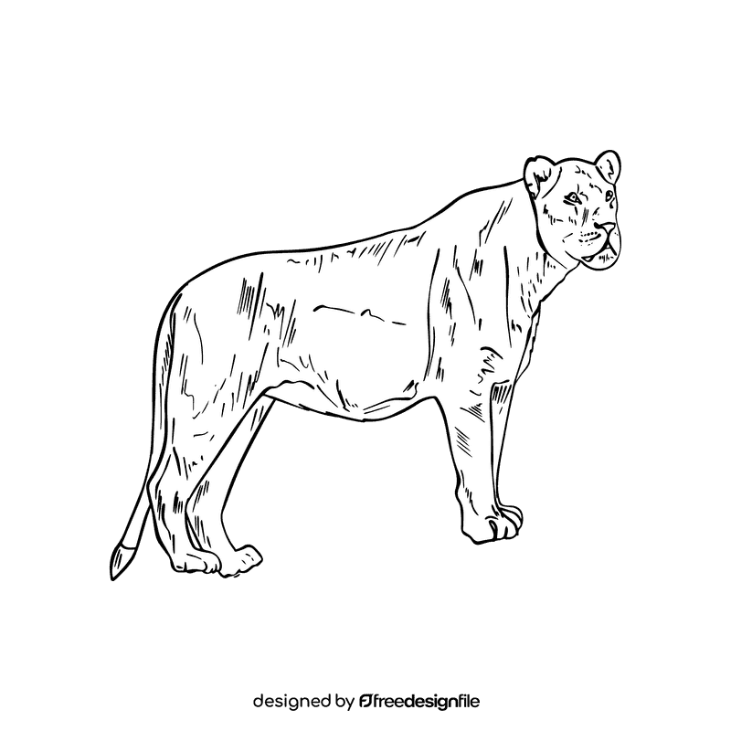 Wild cat Lioness black and white clipart