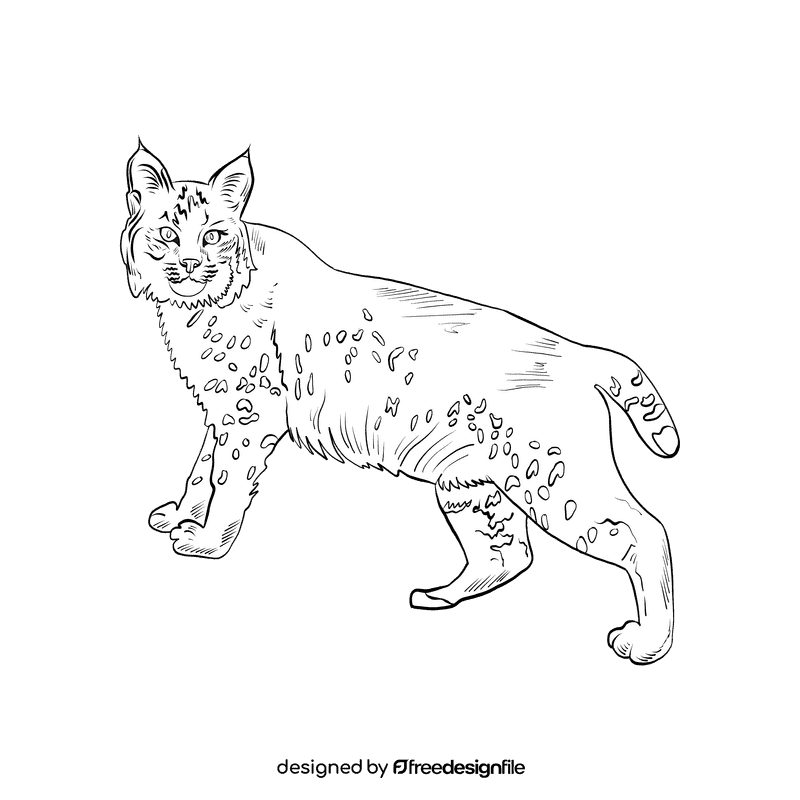 Wild cat Lynx black and white clipart