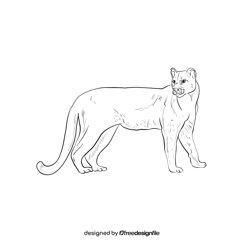 Wild cat Puma black and white clipart