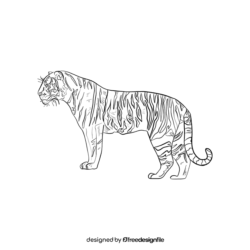 Wild cat Tiger black and white clipart
