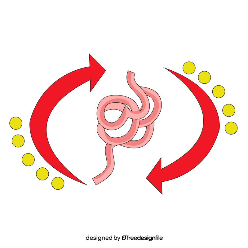 Intestine decomposition clipart