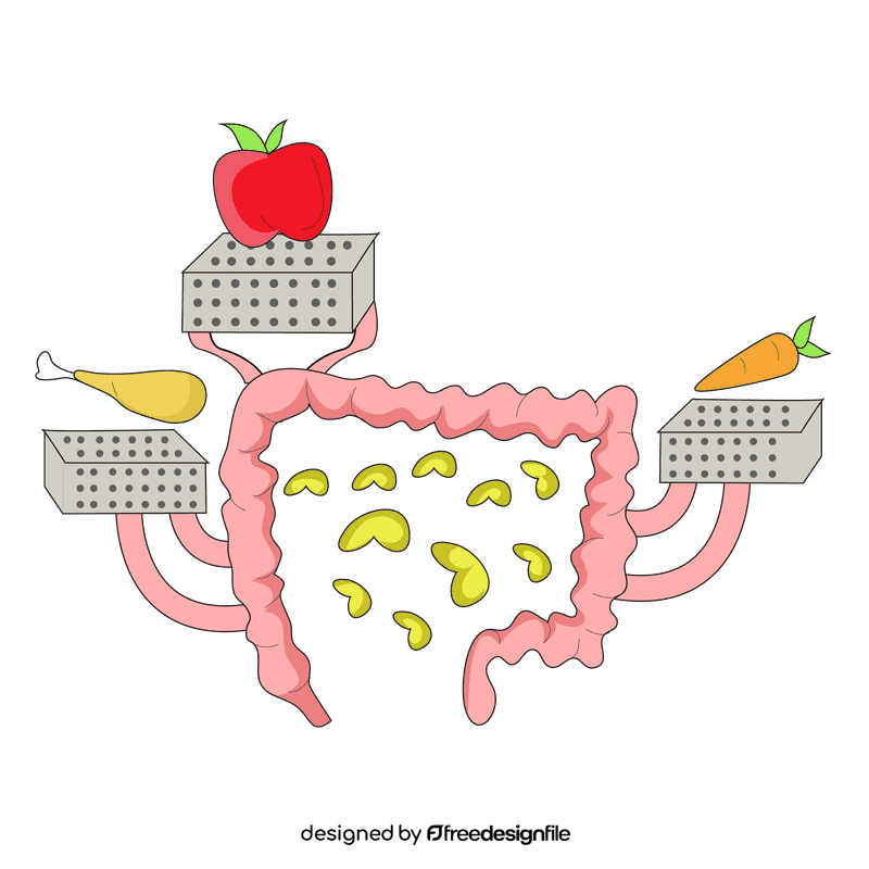Intestine food absoption clipart