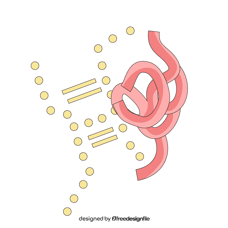 Intestine vitamin digestion clipart
