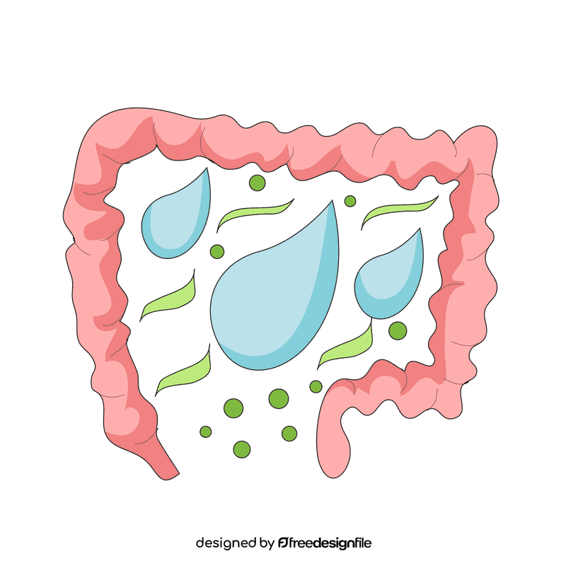 Intestine water absorpion clipart