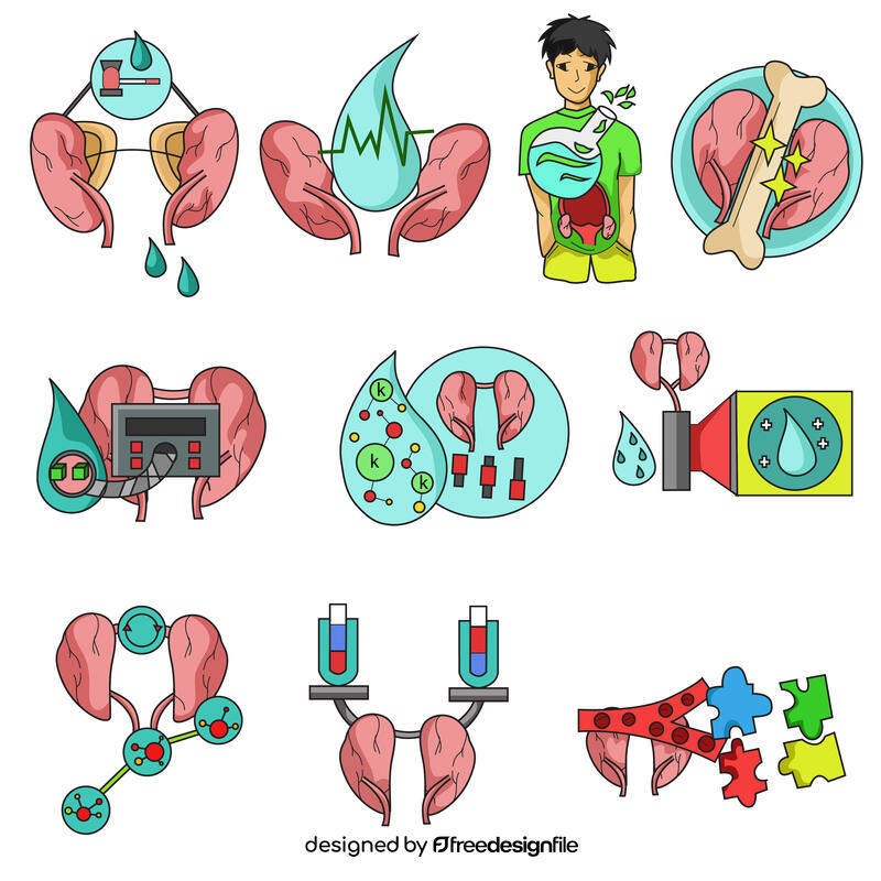 Kidney set vector